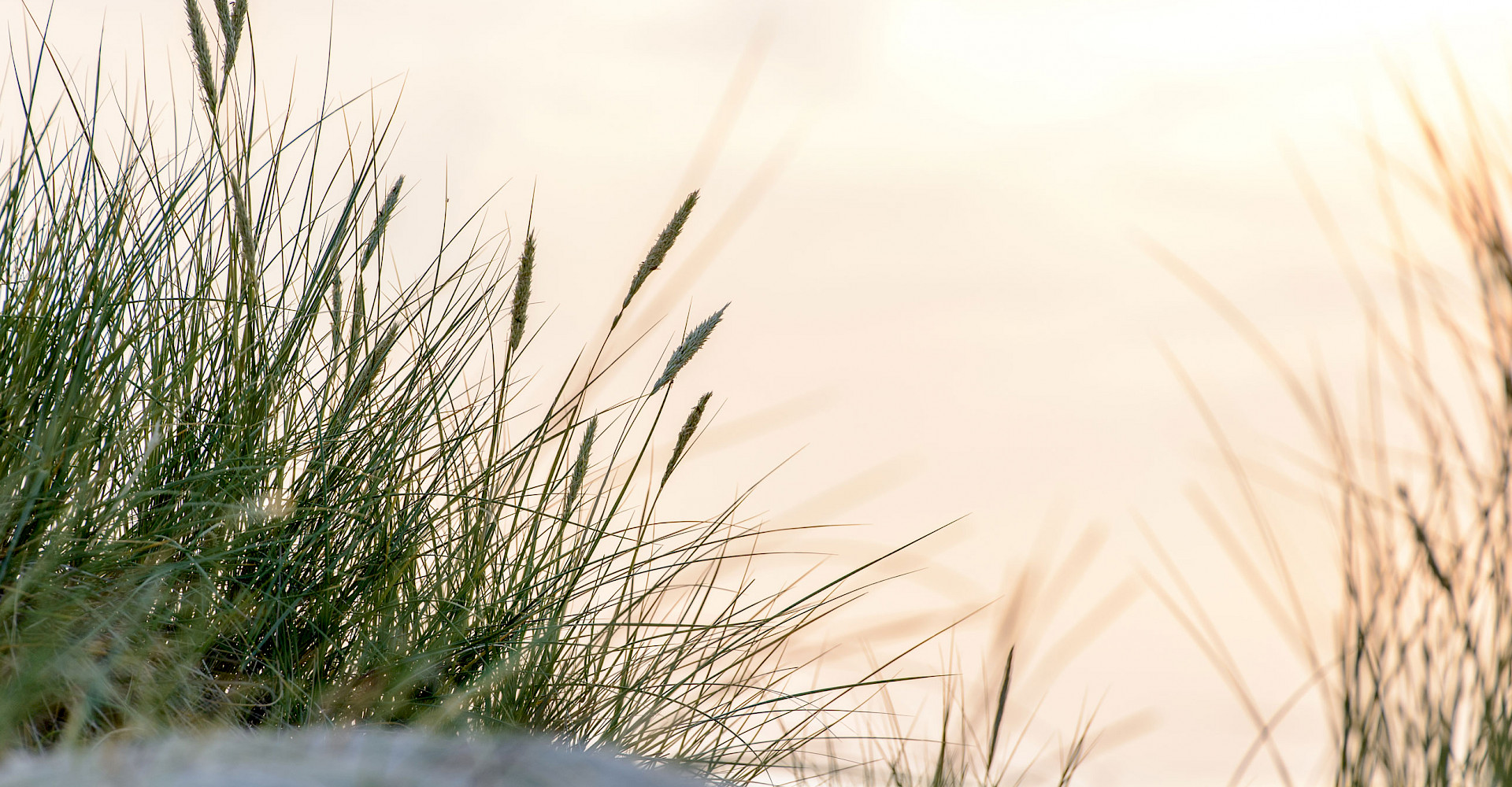 Inselbutze, Strandurlaub, Insel Borkum, Nordseeurlaub, Ostfriesische Inseln
